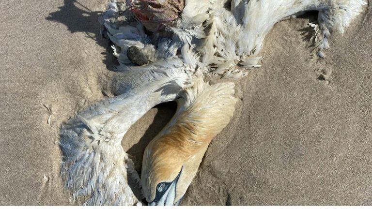 Tragic Collision: Nearly 50 Birds Struck by Truck in Florida