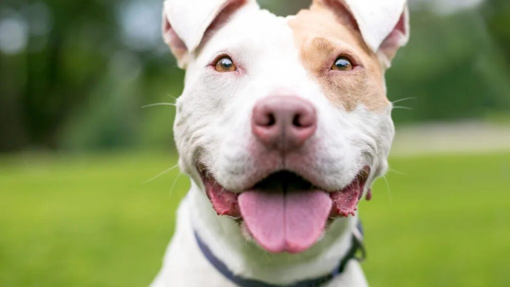 Pit Bull Puppy Steals the Show by Honking the Horn