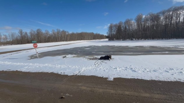 Heroic Tow Truck Driver Saves Moose Trapped in Ice in Canada Heroic Tow Truck Driver Saves Moose Trapped in Ice in